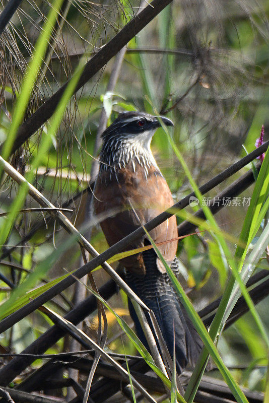 White-browed Coucal